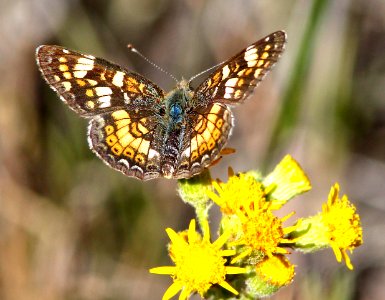 CRESCENT, FIELD (Phyciodes pulchella) (6-14-13) 8500 ft, alpine divide c g, 4 m south of alpine, apache co, az
