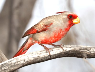 917 - PYRRHULOXIA (3-20-2010) hereford, cochise co, az -01 (3)