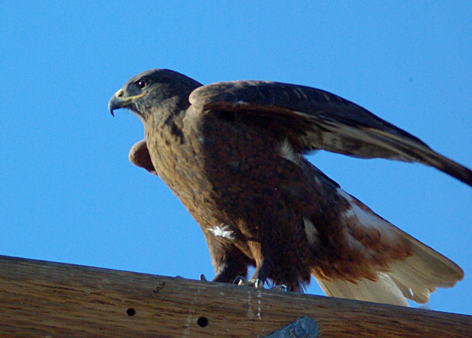 HAWK, FERRUGINOUS (11-19-08) DARK PHASE, CARRIZO PLAIN NAT MON, slo co, ca -11