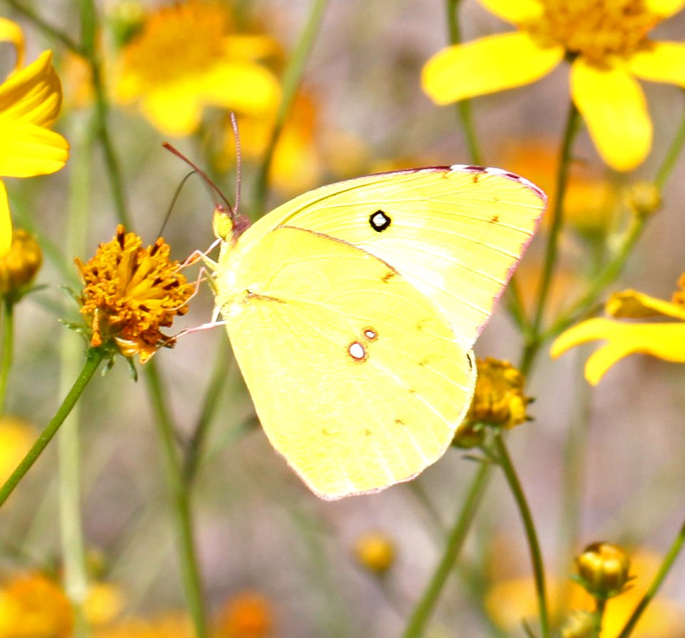 SULPHUR, CLOUDED (Colias philodice) (10-5-12) alamo side canyon and ruby road, scc, az -01