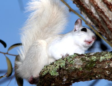 SQUIRREL, EASTERN GRAY (Sciurus carolinensis) (3-18-13) white morph, wakulla co, fl -01