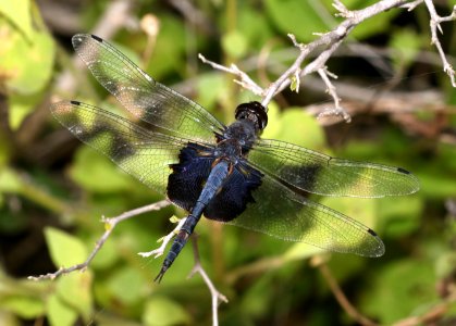 SADDLEBAGS, BLACK (Tramea laceraa) ( (11-11-2016) santa ana r w r, hidalgo co, tx -01 (1)