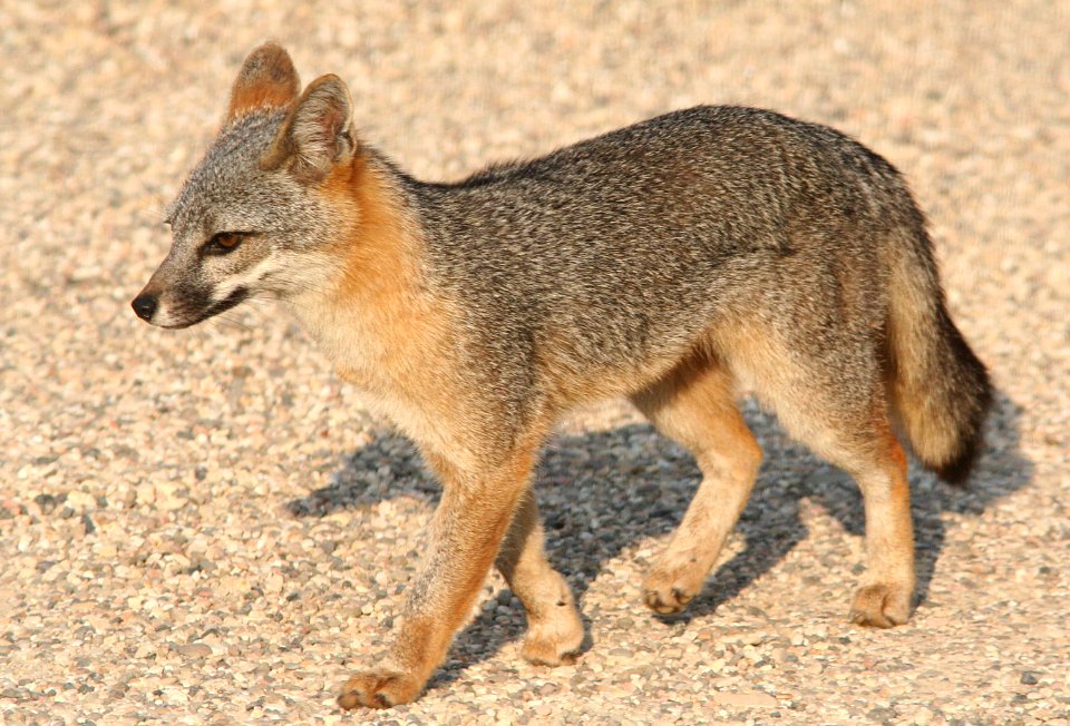 FOX, GRAY  (urocyon cineroargenteus) (7-19-08) canet rd, morro bay, slo co, ca -1