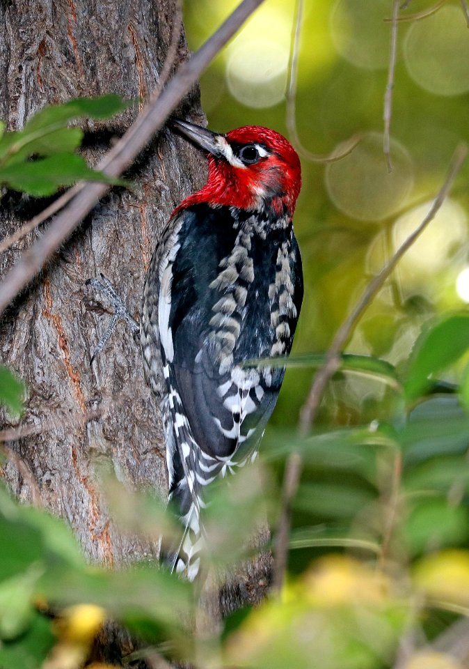 531 - RED-BREASTED SAPSUCKER (11-11-2017) 0.2 miles west of paton's on blue haven road, patagonia, santa cruz co, az -01