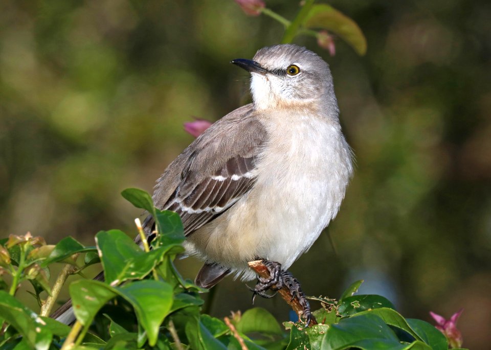 761 - NORTHERN MOCKINGBIRD (2-8-2016) tradwinds park, broward co, fl -01