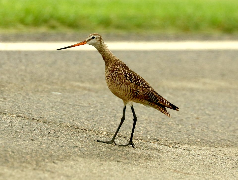 304 - MARBLED GODWIT (6-9-2018) grand forks co, nd -02