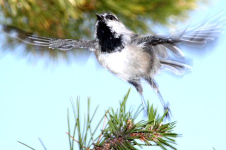 673 - MOUNTAIN CHICKADEE (8-14-13) los alamos, nm -01
