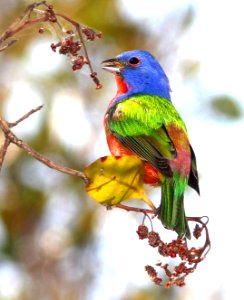 926 - PAINTED BUNTING (3-12-13) everglades national park, monroe co, fl  (5)