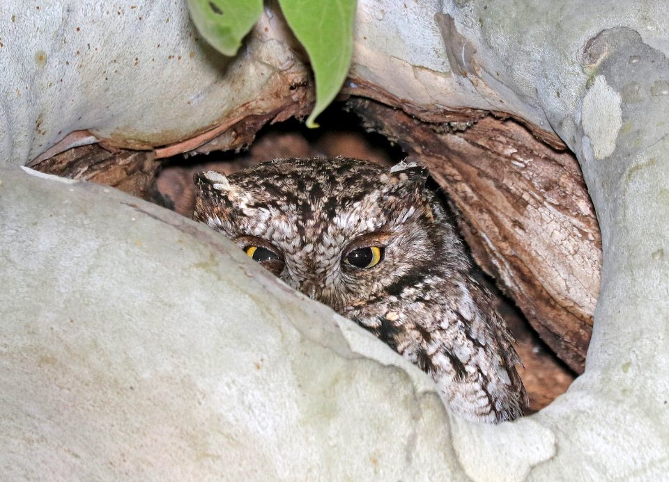 454 - WHISKERED SCREECH-OWL (4-28-2017) near sunny flats c g, cave creek, chiricahua mts, cochise co, az -01