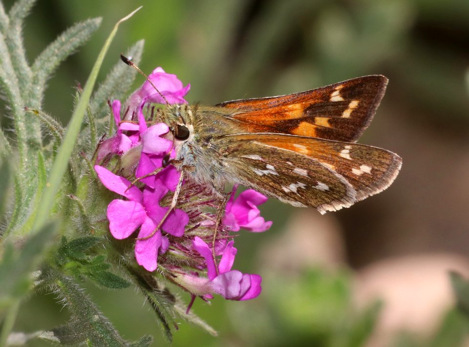 SKIPPER, WESTERN BRANDED (Hesperia colorado susanae) (7-9-2020) 9075 ft, upper hospital flats, mt graham, pinaleno mts, graham co, az -04