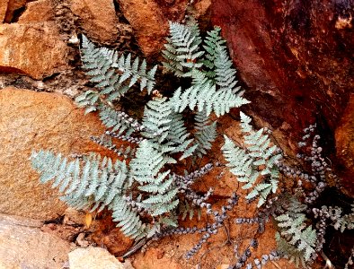 06t - PATAGONIA MTS - RAINBOW ROCKS - upper humboldt canyon -09