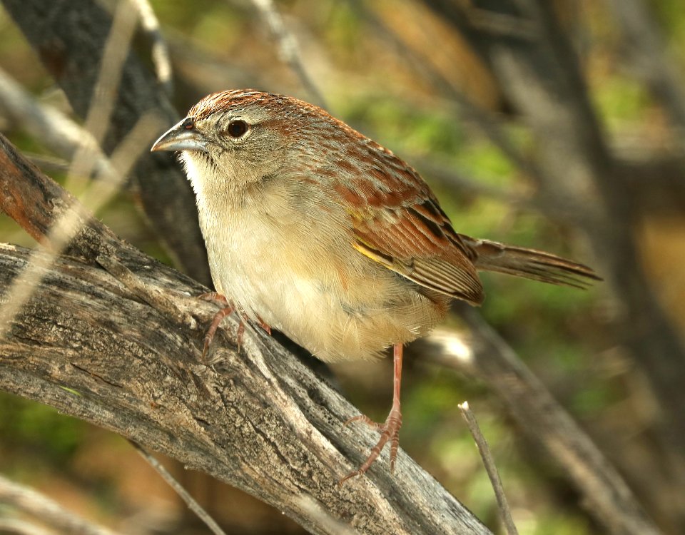 867 - BOTTERI'S SPARROW (5-17-2019) e la paloma lane, hereford, cochise co, az -01