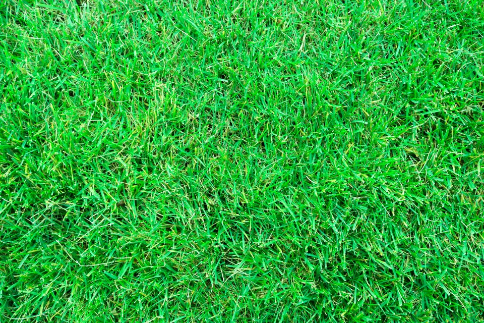 Green grass meadow lawn