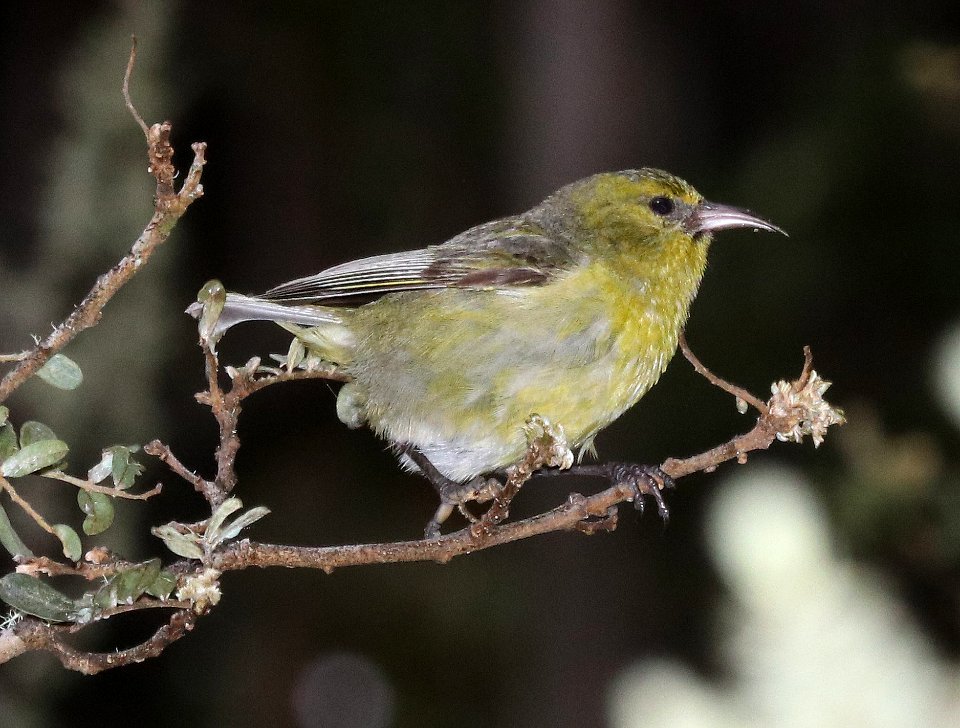 HAWAII AMAKIHI (5-5-2018) hosmer grove, haleakala nat park, maui co, hawaii -04 imm