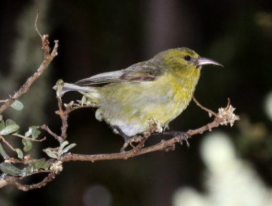 HAWAII AMAKIHI (5-5-2018) hosmer grove, haleakala nat park, maui co, hawaii -04 imm