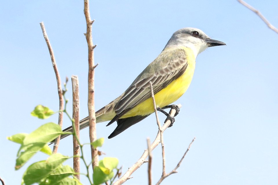 602 - TROPICAL KINGBIRD (11-6-2016) convention center, south padre island, cameron co, tx -01