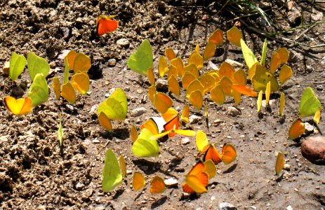 CLOUDLESS SULPHUR, SLEEPY ORANGE, TAILED ORANGE & S DOGFACE puddling (9-10-12) sycamore canyon, scc, az -02