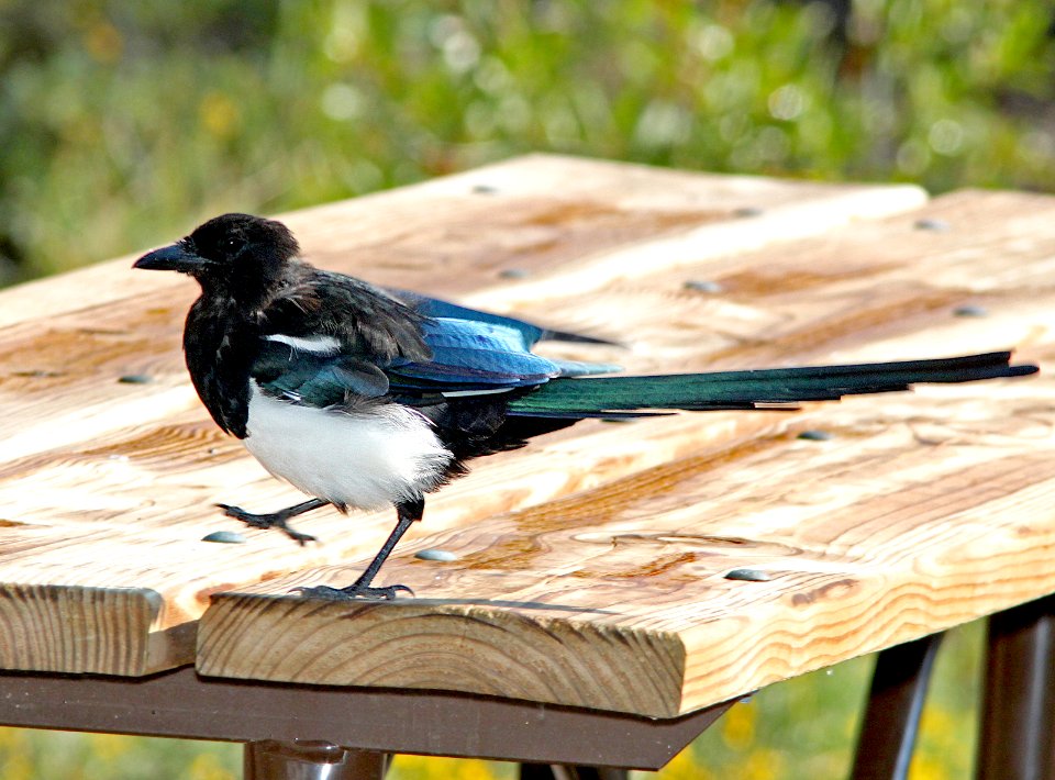 645 - BLACK-BILLED MAGPIE (8-20-12) just east of wolf creek pass, co  (7)