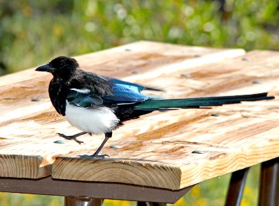 645 - BLACK-BILLED MAGPIE (8-20-12) just east of wolf creek pass, co  (7)