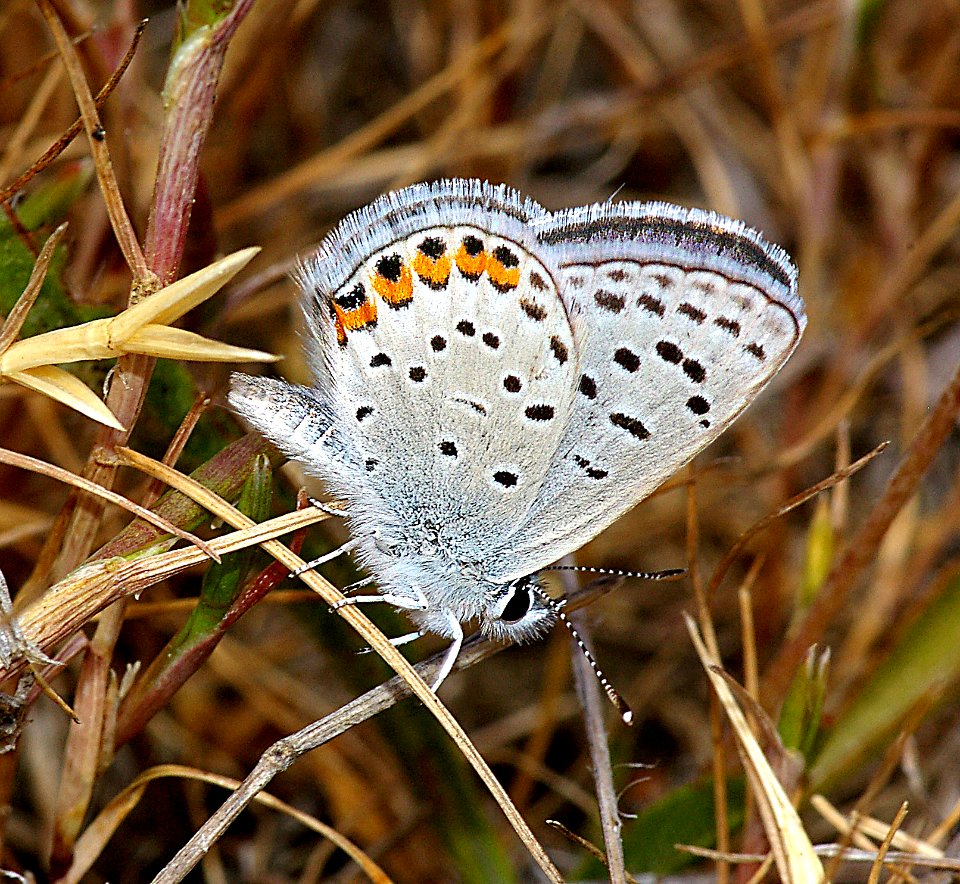 BLUE, ACMON (plebejus acmon) (6-4-07)-canet rd, morro bay, slo co, ca (5)