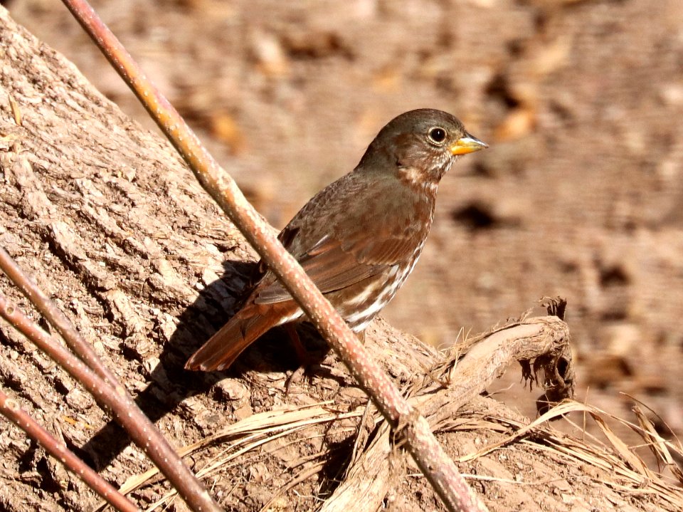 891 - SOOTY FOX SPARROW (2-10-2018) maybe alivigans race, patagonia lake, santa cruz co, az -01