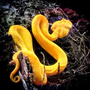 eyelash pit viper!