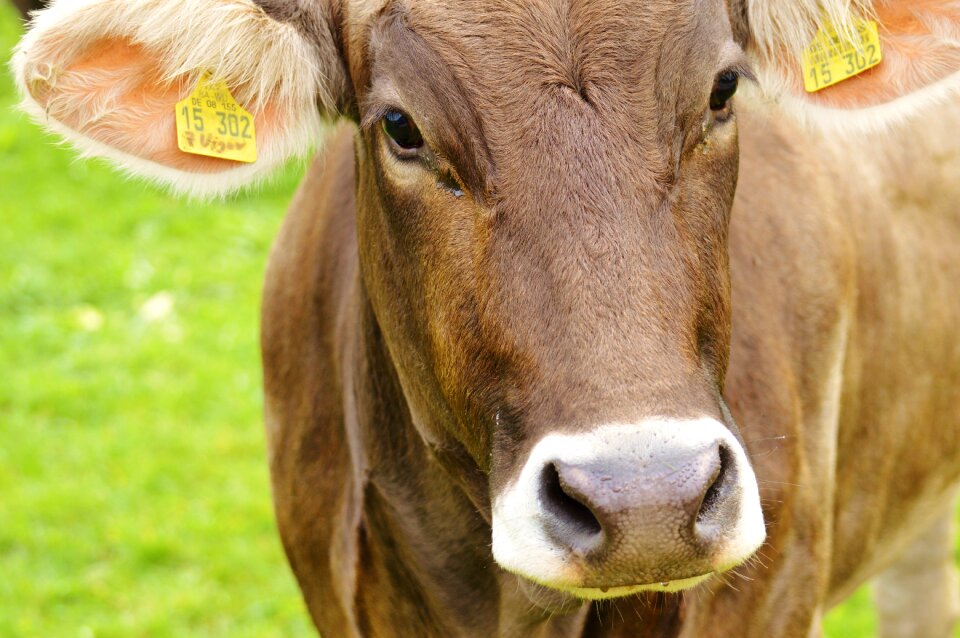 Cute ruminant dairy cattle