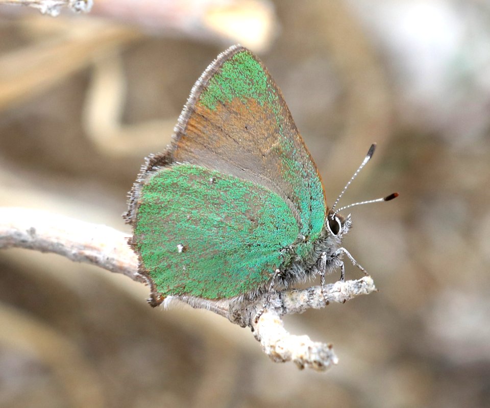 HAIRSTREAK, BRAMBLE GREEN (Callophyrys perplexa) (3-11-2018) plum cyn, anza borrego s p, san diego co, ca -02