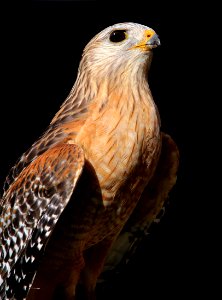 223 - RED-SHOULDERED HAWK (2-22-13) highlands hammock state park, okeechobee co, fl  (7)