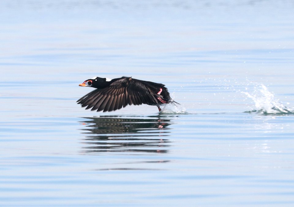 053 - SURF SCOTER (3-9-2018) south coronado bay, san diego co, ca -01