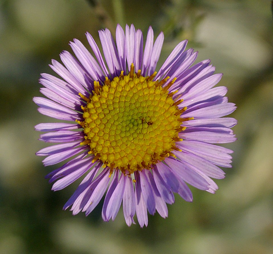 BLOCHMANN'S LEAFY DAISY (erigeron blochmaniae) (8-17-07) oso flaco -2