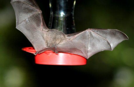 BAT, MEXICAN LONG-TONGUE (Choeronycteris mexicana) (9-27-10) yard, west of patagonia, scc, az -01
