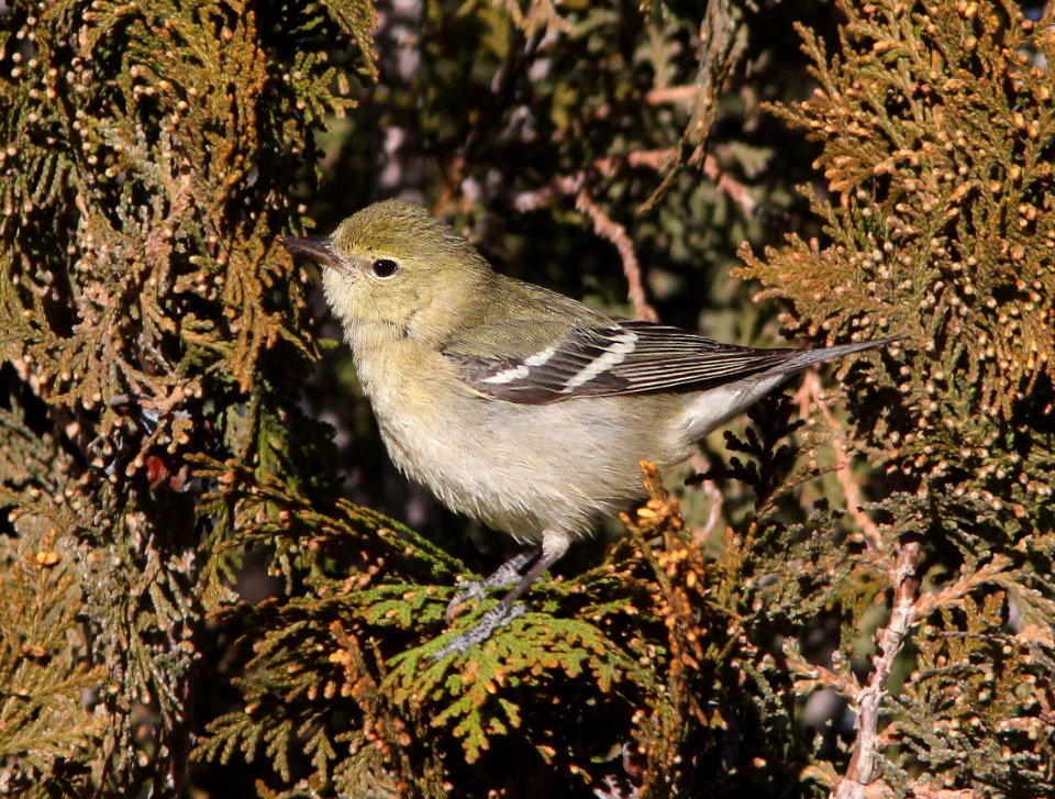 827 - BAY-BREASTED WARBLER (12-31-13) mt view cemetary, deming, luna co, nm (20)