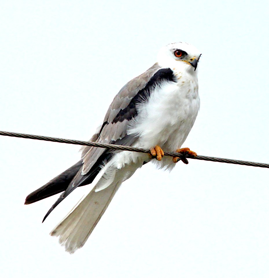 208 - WHITE-TAILED KITE (1-31-10)  (2)