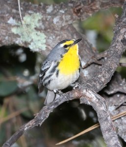 838 - GRACE'S WARBLER (4-11-2018) timber camp, off rte 77, gila county, az -10