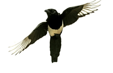 645 - BLACK-BILLED MAGPIE (6-13-2019) palmer, ak -02