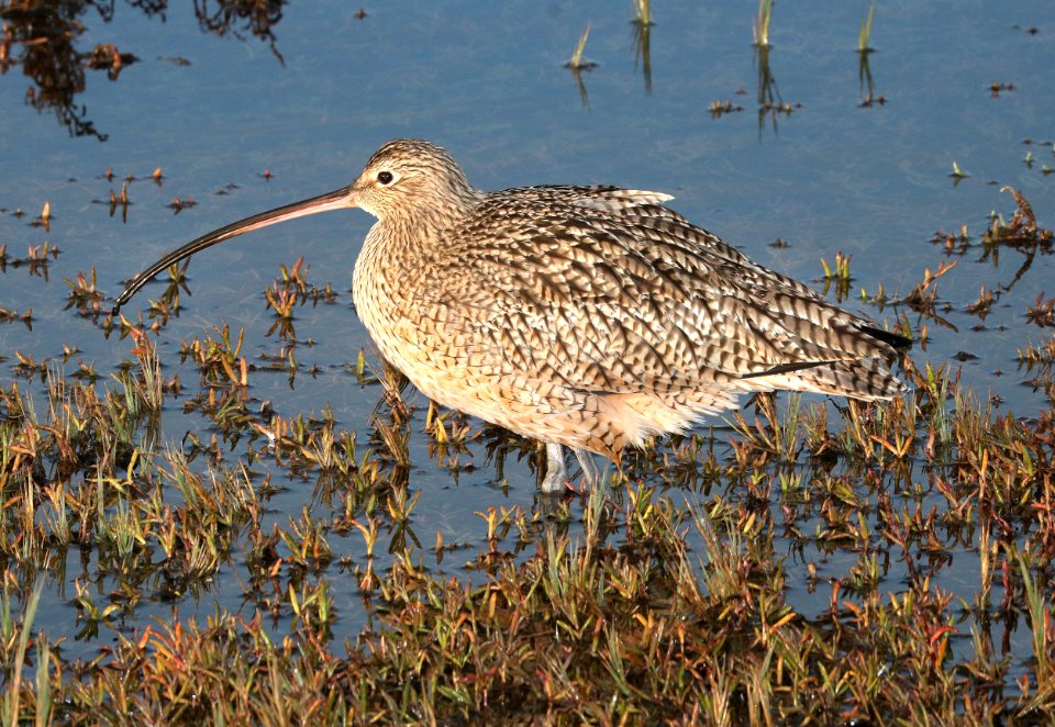 300 - LONG-BILLED CURLEW (12-26-2016) morro bay, san luis obispo co, ca -01