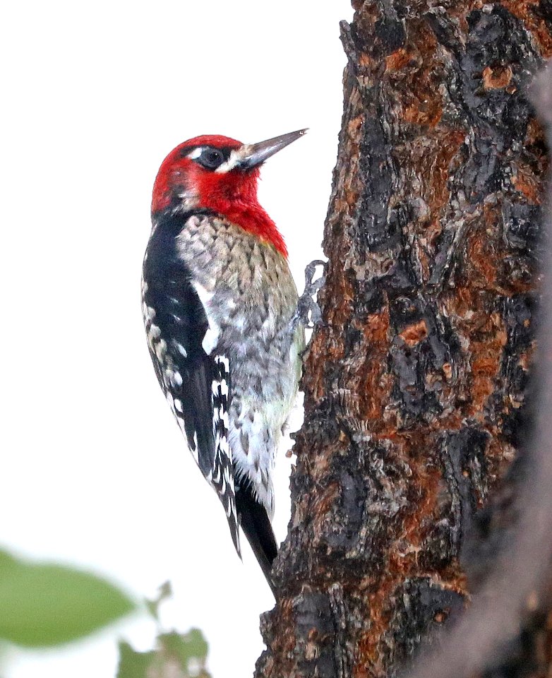 531 - RED-BREASTED SAPSUCKER (12-5-2017) blue haven road, patagonia, santa cruz co, az -02