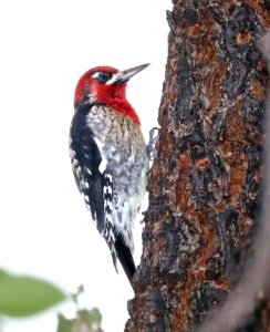 531 - RED-BREASTED SAPSUCKER (12-5-2017) blue haven road, patagonia, santa cruz co, az -02