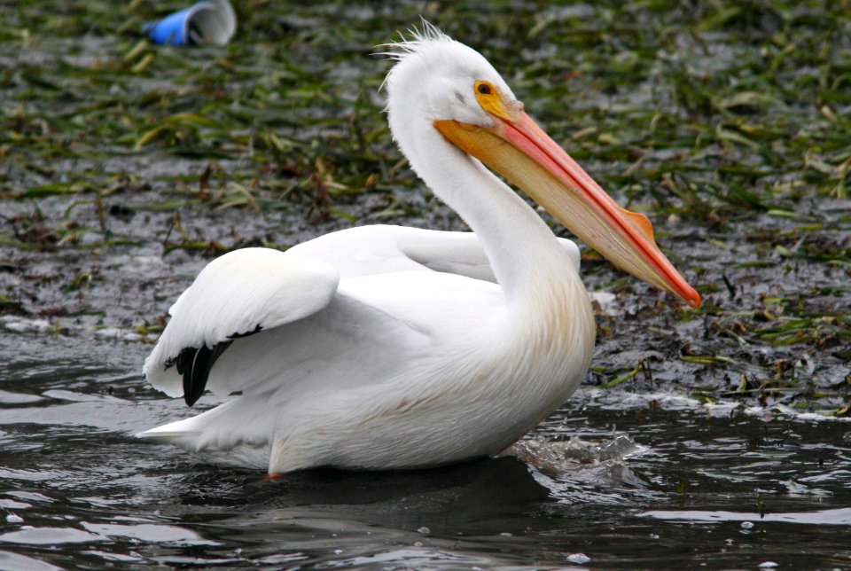PELICAN, WHITE (1-20-08) -1