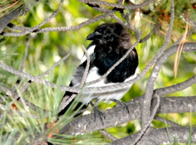 645 - BLACK-BILLED MAGPIE (8-20-12) just east of wolf creek pass, co  (2)