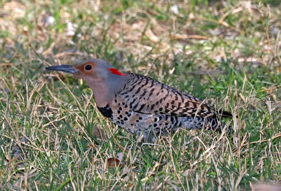 542 - NORTHERN FLICKER (3-24-2017) yellow shafted form, patagonia lake, santa cruz co, az -03