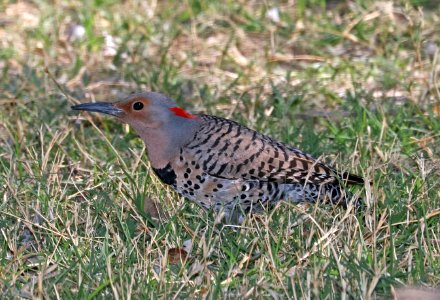 542 - NORTHERN FLICKER (3-24-2017) yellow shafted form, patagonia lake, santa cruz co, az -03