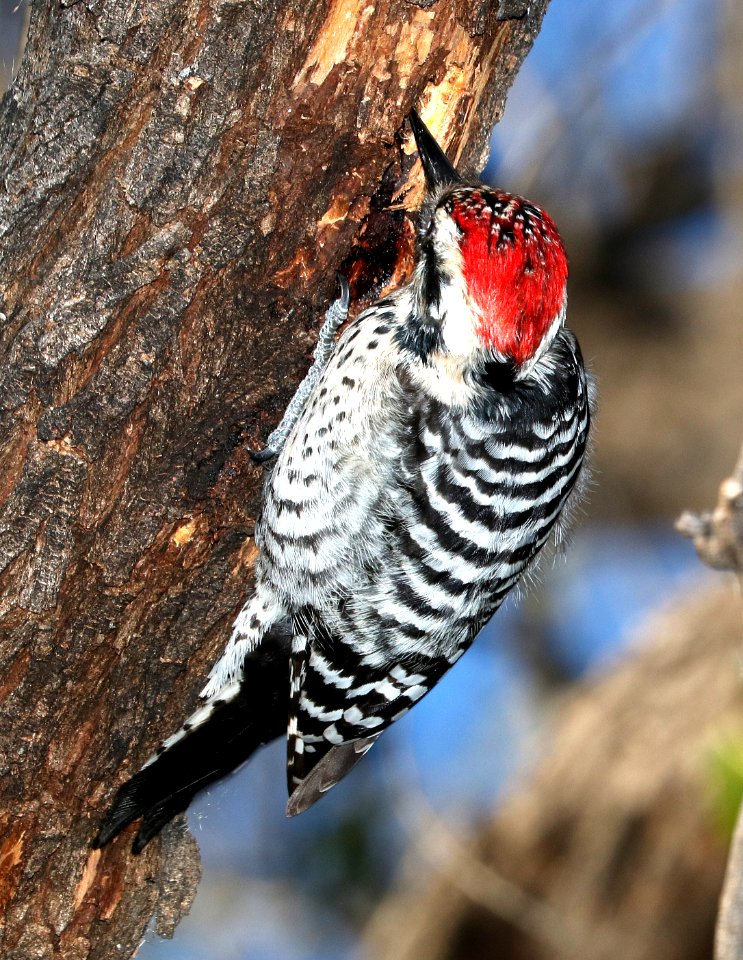 533 - LADDER-BACKED WOODPECKER (1-30-2017) patagonia lake, santa cruz co, az -01