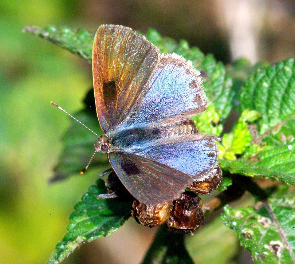SCRUB-HAIRSTREAK, LANTANA (Strymon bazochii) (1-9-09) frontera aud, weslaco, tx     (4)