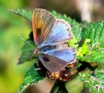 SCRUB-HAIRSTREAK, LANTANA (Strymon bazochii) (1-9-09) frontera aud, weslaco, tx     (4)
