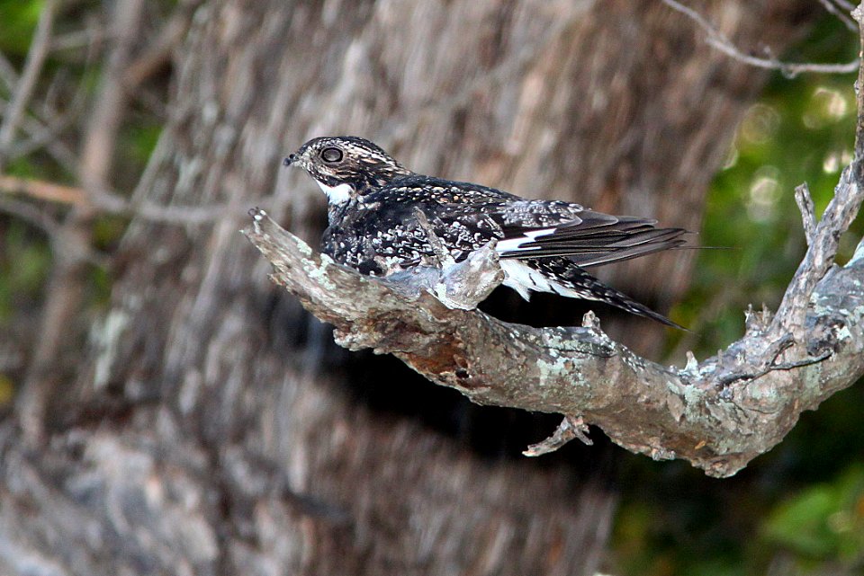 473 - COMMON NIGHTHAWK (5-3-14) dry tortugas, monroe co, fl -02