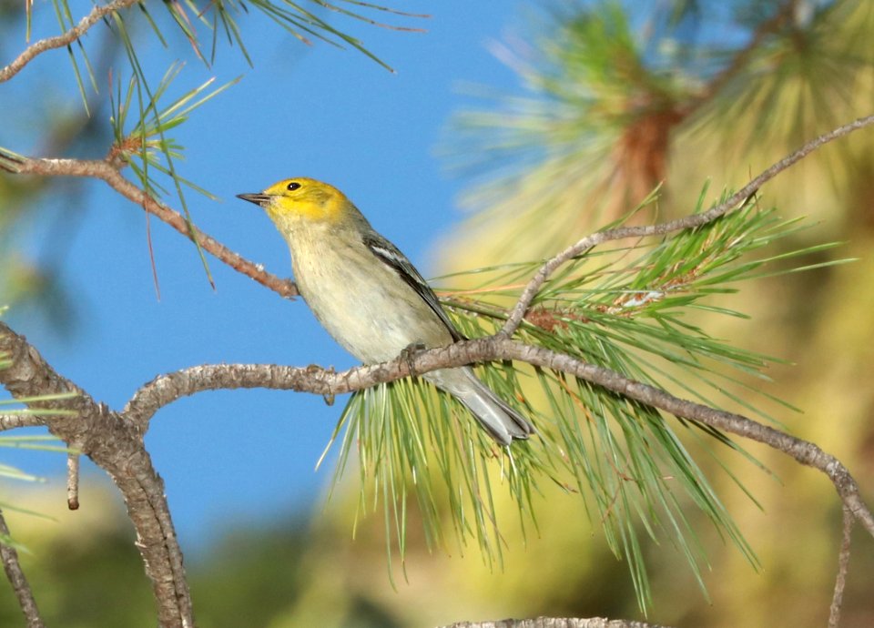 841 - HERMIT WARBLER (8-12-2018) immature, upper humboldt canyon, patagonia mts, santa cruz co, az -01