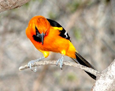 949 - ALTAMIRA ORIOLE (2-7-10) salineno, tx  (3)