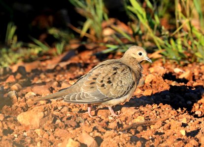 433 - MOURNING DOVE (9-17-2016) san rafael grasslands, santa cruz co, az -01